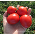 Pasta de tomate en brix: 28-30% en envasado en tambor